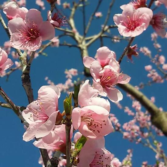 Primavera in Toscana