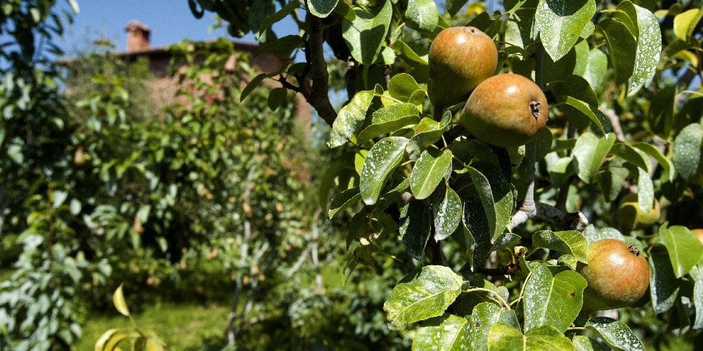 Alberi da frutta 2 Podernuovo