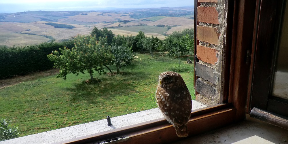 Civetta Podernuovo