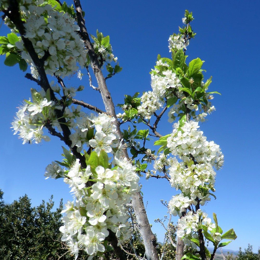 Fiori 2 Podernuovo